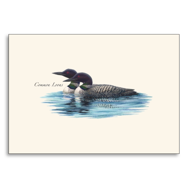 Collor Illustration of two loons swimming side by side in blue water. 